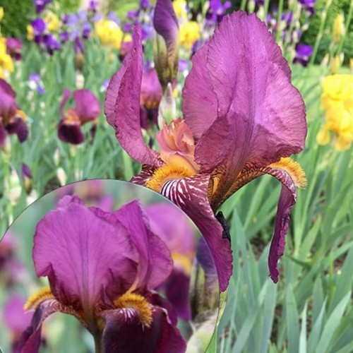 Iris germanica 'Senlac' - Aediiris 'Senlac'